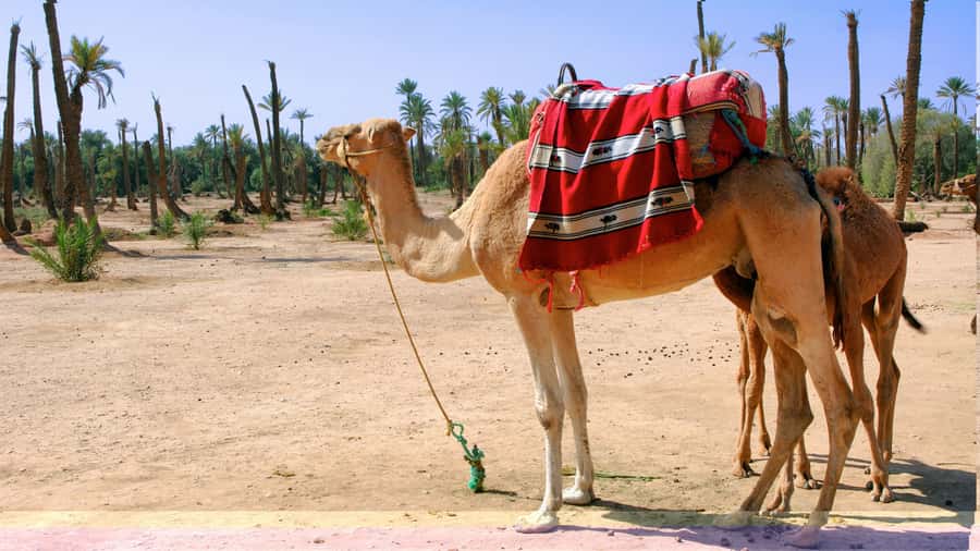 Marrakech Palmeraie: Camel Ride & Quad Bike Experience - Practical tips for a smoother day