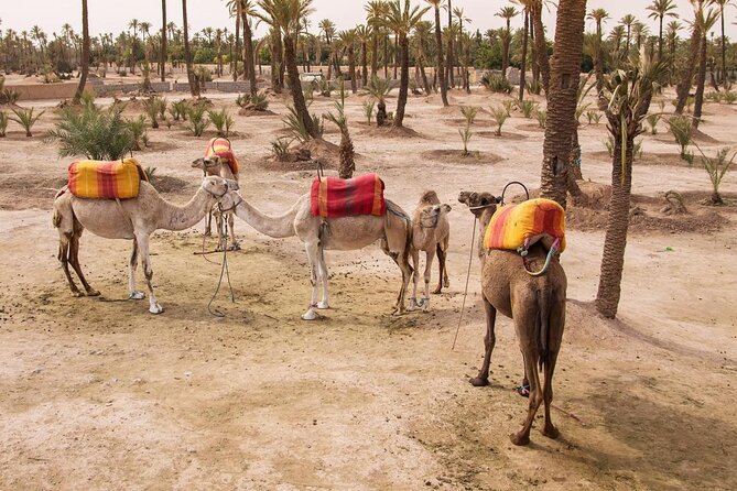 Marrakech Palmeraie Quad Bike Desert Adventure - Key points to know before you book