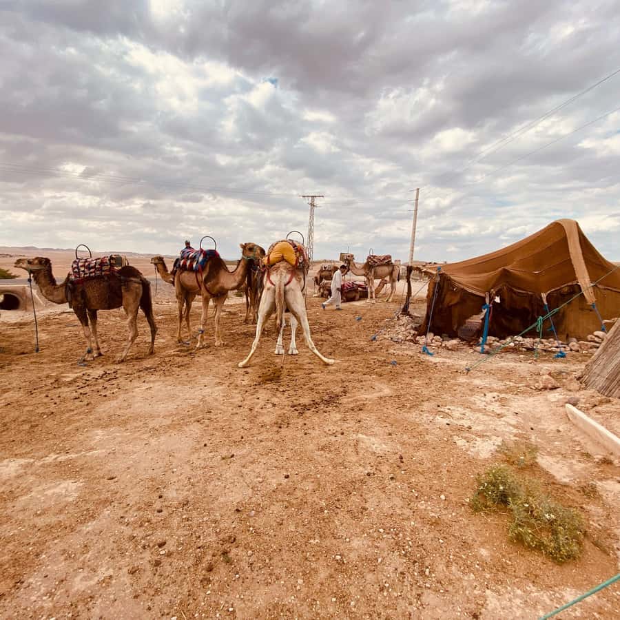 Marrakech: Quad Bike & Camel with dinner show & sunset - Quad biking across Agafay
