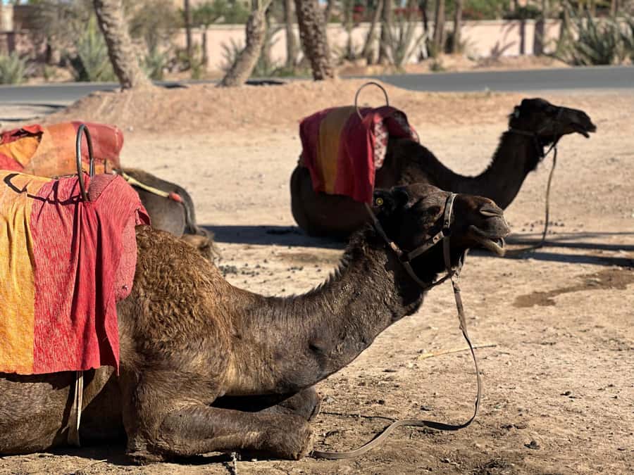 Marrakech: Quad Bike excursion at the sunset with Tea Break - Getting comfortable on the quad