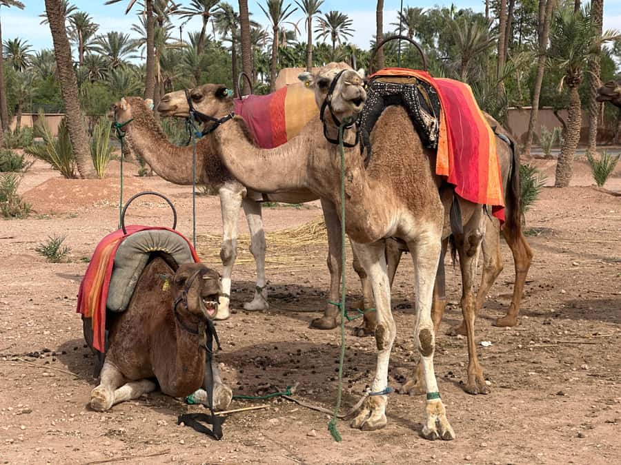 Marrakech: Quad Bike excursion at the sunset with Tea Break - Photos, guides, and the relaxed group mood