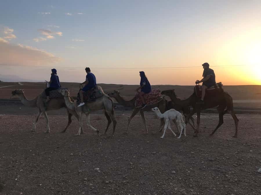 Marrakesh: Agafay Desert Quad & Camel Tour with Dinner - Guides, safety, and the level of organization
