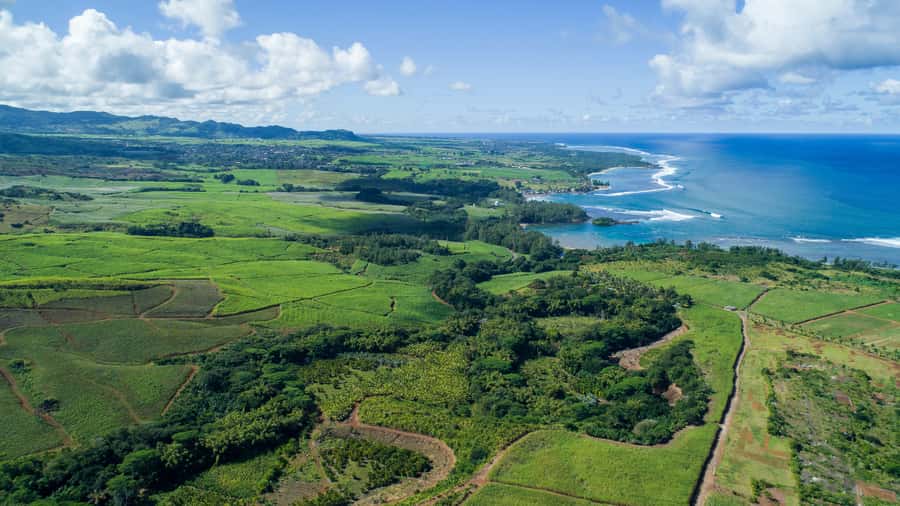 Mauritius: Bel Ombre Nature Reserve Quad Bike Tour - The wildlife you may see along the way