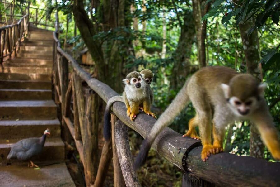 Monkey Encounter + ATV Riding Adventure – Puerto Plata - What the four-hour outing is really like