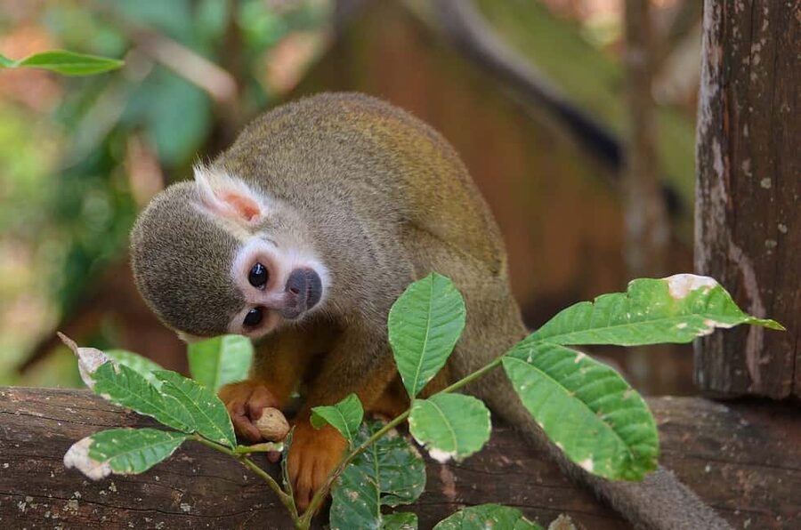 Monkey Encounter + ATV Riding Adventure – Puerto Plata - Meeting the squirrel monkeys at Monkeyland