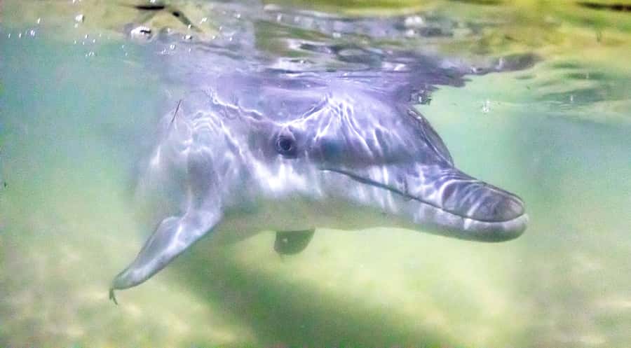 Moreton Island: Tangalooma ATV Quad Bike & Dolphin Feeding - Key points at a glance
