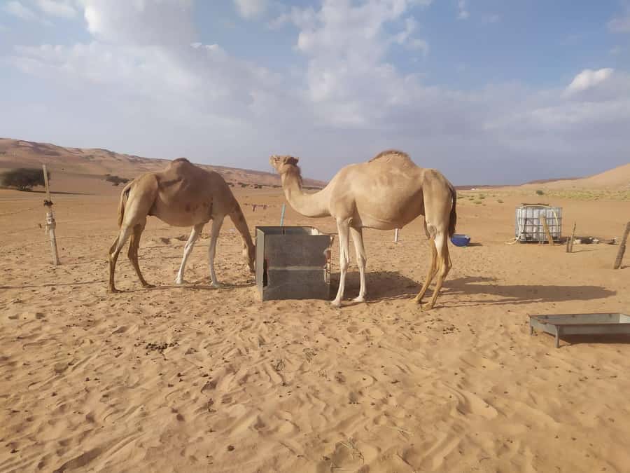 Muscat: Desert & Wadi Bani Khalid Tour with Quad Bike Option - The guides are a major part of the value