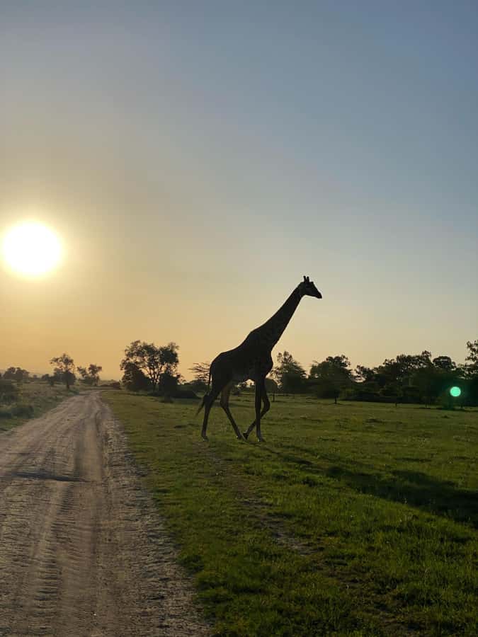 Nairobi: ATV/Quad Bike Wildlife Safari with Transfers & meal - Key points to know before booking