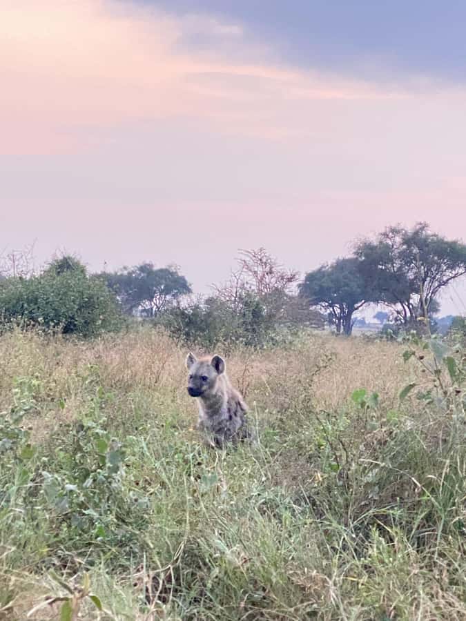 Nairobi: ATV/Quad Bike Wildlife Safari with Transfers & meal - Is $190 a fair price?