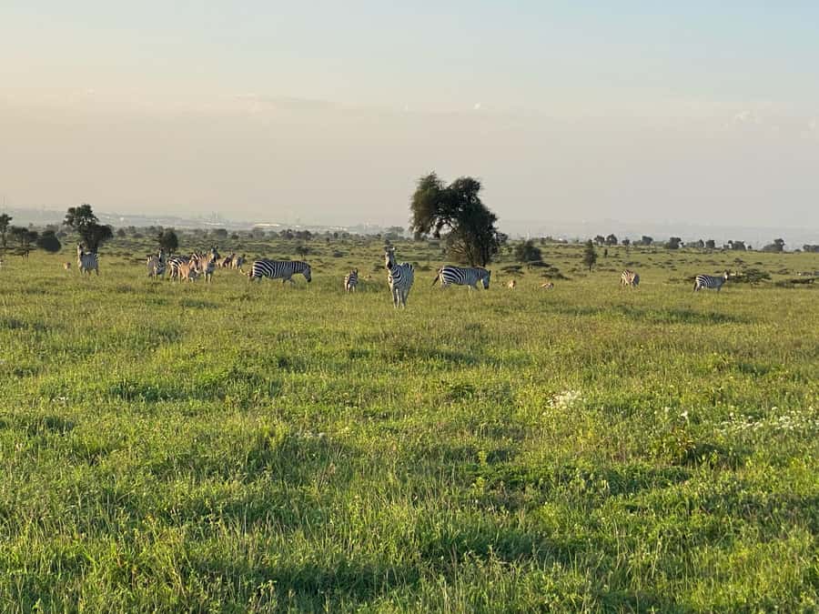 Nairobi: ATV/Quad Bike Wildlife Safari with Transfers & meal - Should you book the Nairobi ATV safari?
