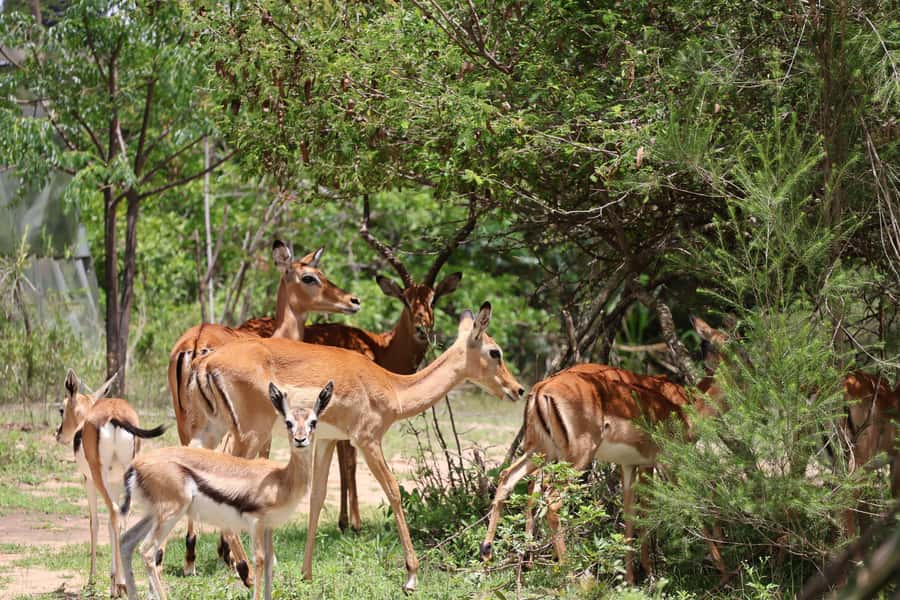 Nairobi: ATV/Quad Bike Wildlife Safari with Transfers & meal - Safety briefing, helmets, and your first ATV lesson