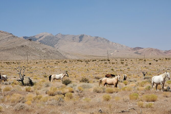 Off Road UTV Adrenaline Experience in Las Vegas - Is $240 good value for this Las Vegas escape?