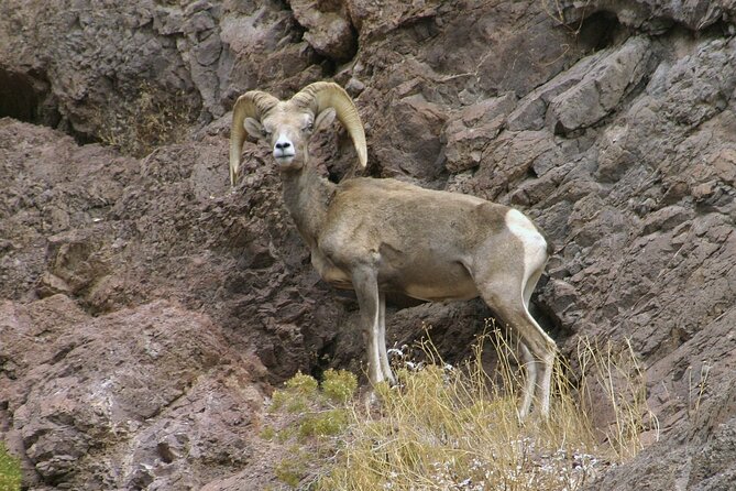 Old West ATV or RZR Adventure with Gold Mine Tour and Lunch - Who should book this Eldorado Canyon day?
