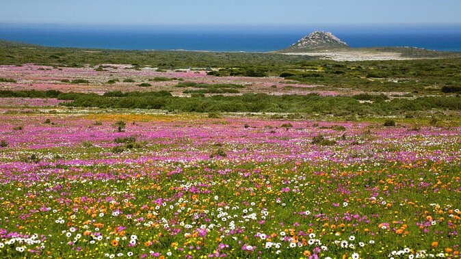 Private Cape Towns West Coastal Tour with Quad Bike - Key points to know before you book