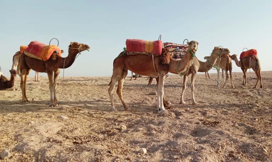 Quad bike & Camel ride in Agafay with dinner at Chouf L’or - Quad Biking Across Rocky Agafay