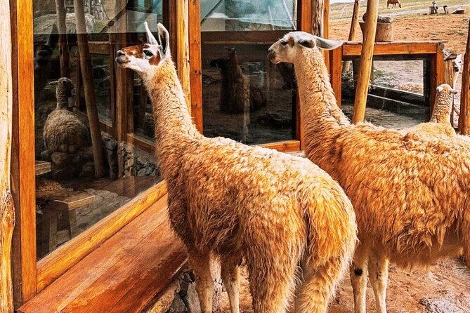 Quad bikes in Moray and Salineras and Picnic with llamas - Riding from Cruzpata toward Moray
