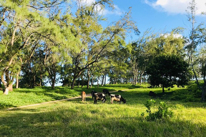 Quad Excursion South Mauritius 35km - Beaches, the Old Chimney, and the Natural River