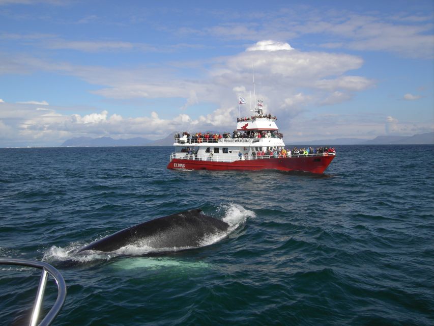 Reykjavik: ATV Ride & Whale Watching Boat Tour - Why this eight-hour combination works