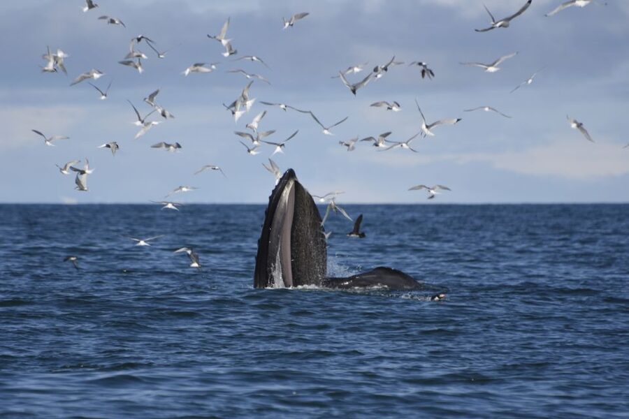 Reykjavik: ATV Ride & Whale Watching Boat Tour - The one-hour ride toward Reykjavik Peak
