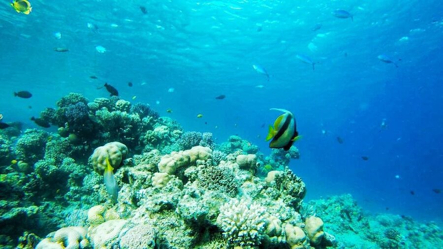 Sharm El-Sheikh: Parasailing, Camel Ride, Dive & Quad Bike - What the $41 package really gives you
