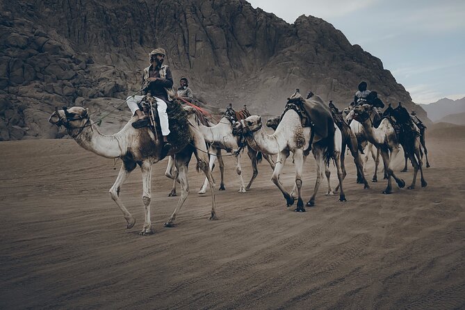 Sharm: Quad Bike or Car Buggy, Camel ride & optional VIP Bedouin Dinner & Show - Choosing a quad bike or dune buggy