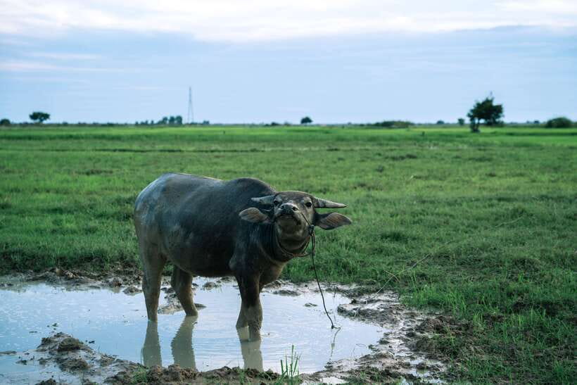 Siem Reap: Quad Bike Tour of Local Villages - Who should book it?