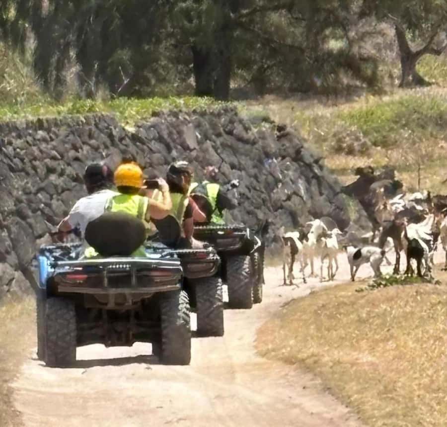 South of Mauritius: Quad Bike Tour - Royal Palm Forest adds shade and quiet