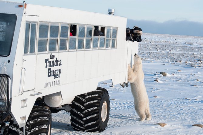 Tundra Buggy Autumn Day Tours - Key points to know before you book