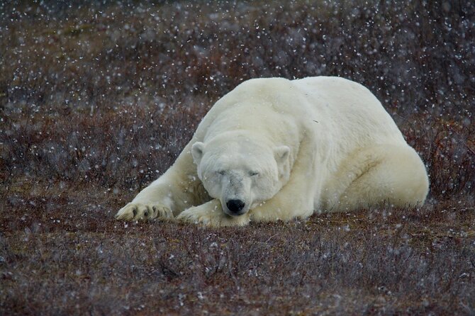 Tundra Buggy Autumn Day Tours - Lunch, refreshments, and a full day outdoors