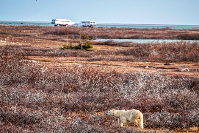 Tundra Buggy Autumn Day Tours - Price, value, and the risk of a nature trip