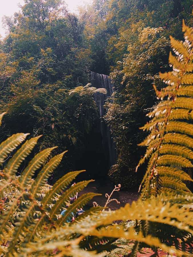 Ubud: Gorilla Face Quad Bike, Jungle Swing, Waterfall & Meal - Should you book the Gorilla Face package?