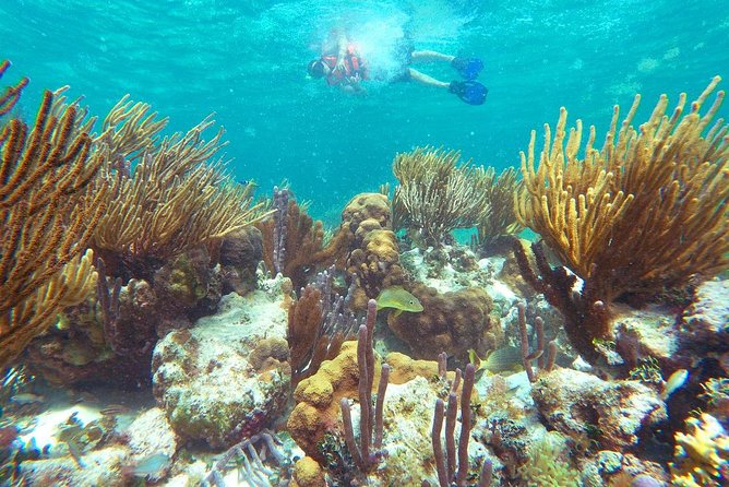 Ultimate 5x1 Combo with ATV, Ziplines, Cenote & Reef Snorkeling - Puerto Morelos reef snorkeling comes first