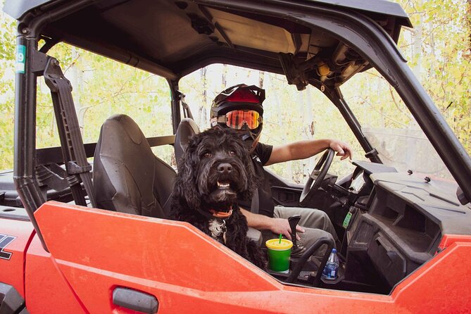 Woodland Park: 4-Hour Self-Guided Mountain UTV Tour - You Drive - Forest trails, creek crossings, and rock formations